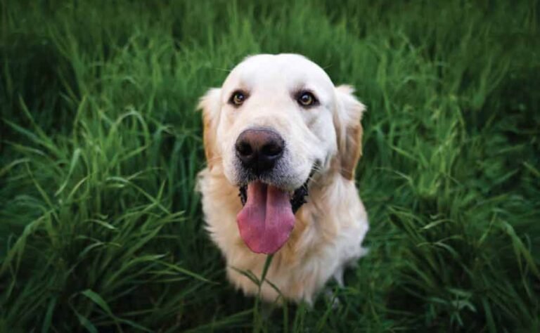 Why Dogs Lick and How to Manage It: A Comprehensive Guide - PetSweetJoy - Dogs Eating Grass And Throwing Up