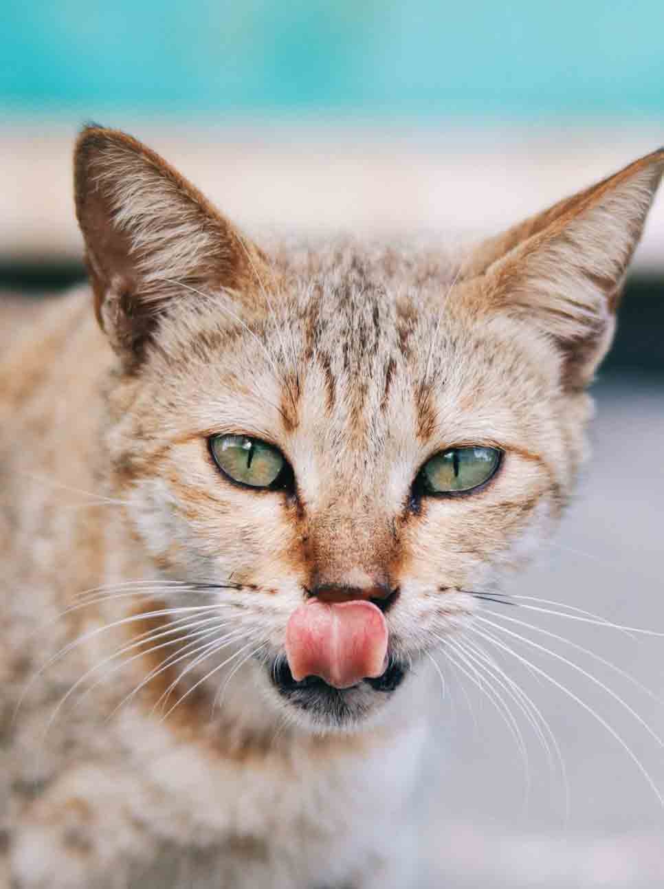 Why Is My Cat Licking the Floor?